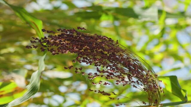 Growing proso millet in agriculture. Plant of Panicum Miliaceum, commonly known as Proso Millet or Common Millet. Ripening brush of millet proso in the field. Vertical video