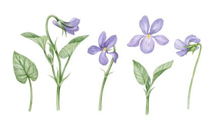 Violet watercolor flowers set.