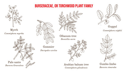 The Burseraceae, or torchwood plant family collection - obrazy, fototapety, plakaty