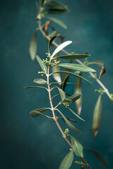 Young olive tree against a dark turquoise background