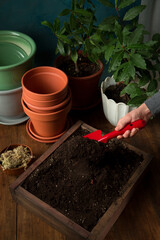 Girl transplanting plants into a pot