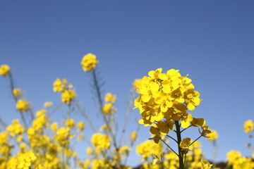 Rape blossoms with a beautiful backdrop of blue sky.