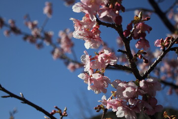 Sakura (Cherry blossoms) tree with beautiful blue sky.