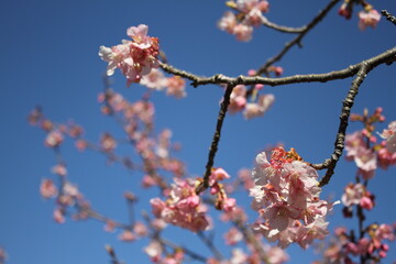 Sakura (Cherry blossoms) tree with beautiful blue sky.