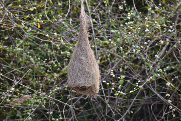 Bird nest in the tree