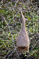 bird nest in the tree