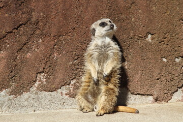 Meerkat standing looking for something. 