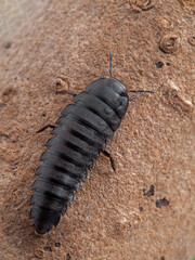 P1010222 dorsal view of a larval garden Carrion Beetle, Heterosilpha ramosa, cEC 2019