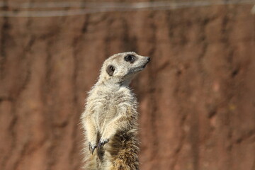 Meerkat standing looking for something. 