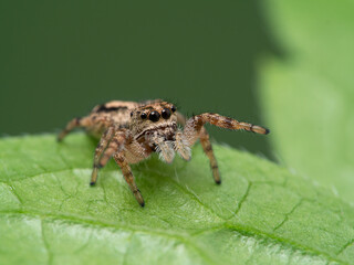 P1010073 tiny jumping spider (Pelegrina aeneola) on green leaf with front legs raised cECP 2020