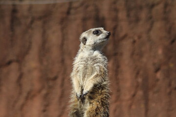 Meerkat standing looking for something. 