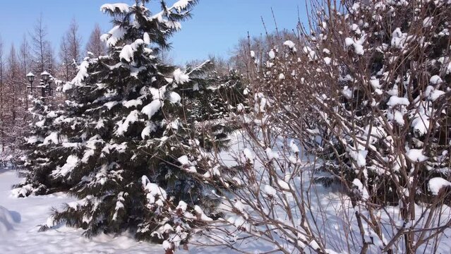 The camera zooms in on trees in the snow. Trees after snowfall with snow-covered branches. There are snowdrifts around. 