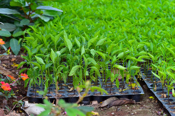 Fresh Chilli seedlings are planted.