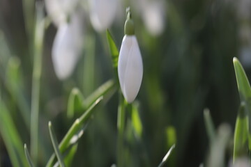 Fototapeta premium Schneeglöckchen