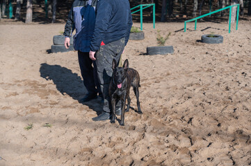 Two men and a Dutch shepherd dog standing on the training ground. A special area for dog agility training. The men are talking, the female is looking at the camera. Outside. Pets.