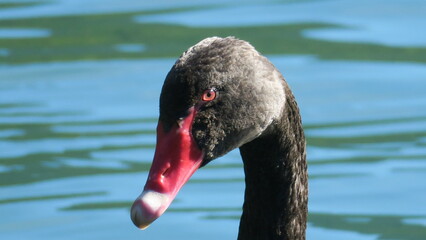 black swan New Zealand Rotaroa Lake
