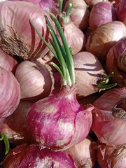 Close up of onion vegetable. Front or above view.
