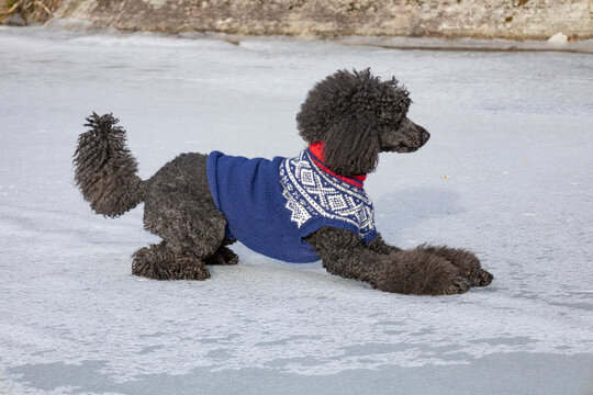 standard poodle sweaters
