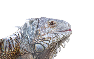 Iguana face head isolated on white background , clipping path