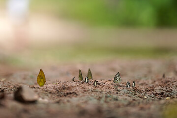 Butterfly in beautiful forest and waterfall