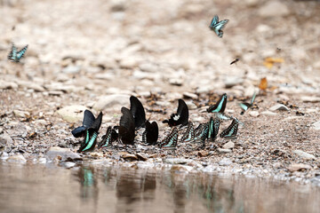 Butterfly in beautiful forest and waterfall