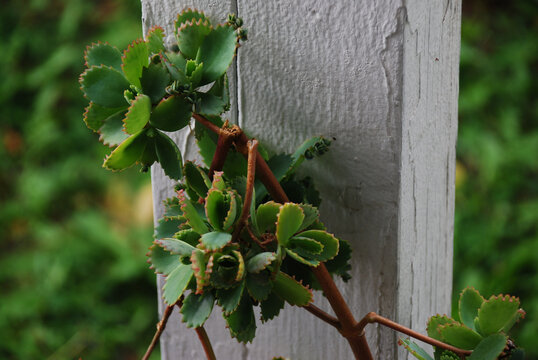 Shallow focus of green Devils backbone plants with blurred garden on the background