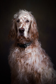 Portrait of a cute sad English Setter dog sitting with dark background