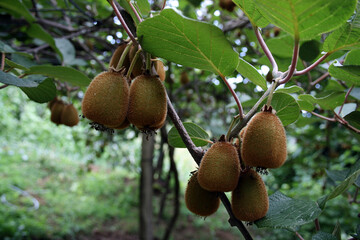 Obraz premium kiwi on the tree