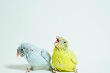 Forpus 2 baby bird newborn (American yellow and white color) sibling pets standing on white background, the domestic animal is the smallest parrot in the world.