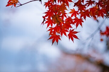 red autumn leaves