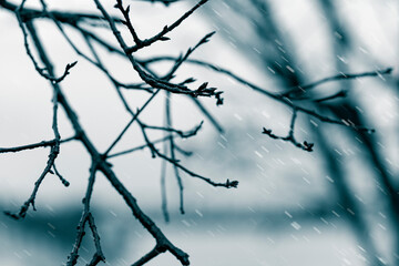 Trees and branches in the rain