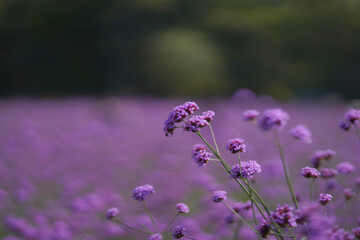 Fototapeta na wymiar Aster Purple Flower on field