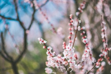 pink blossom