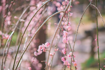 pink flowers in the grass