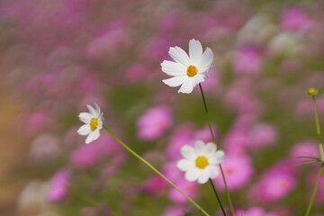 Cosmos Flower pink and white in field