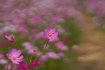 Cosmos Flower pink and white in field