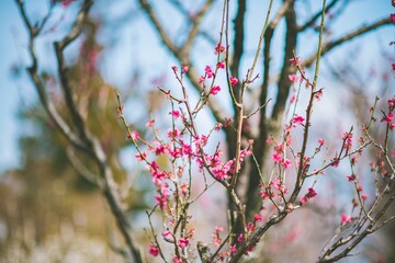 branch of a tree