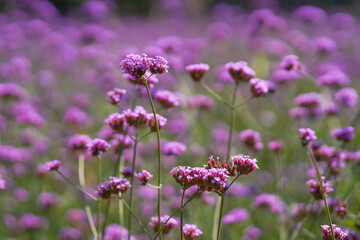 Aster Purple Flower on field
