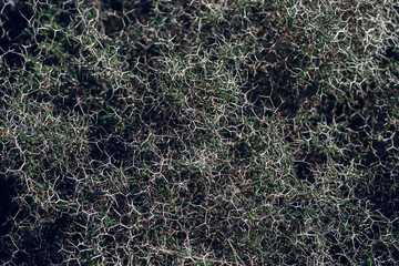 Close-up of a thorny plant growing in the desert, top view