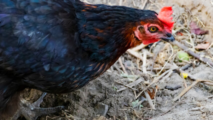 Black chicken close-up on the farm. Laying hen on grazing. Natural farm production.