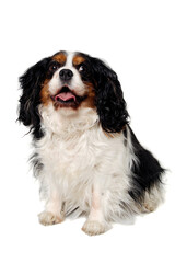 Happy Cavalier King Charles Spaniel dog