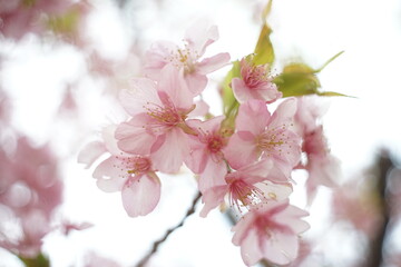 Obraz premium 桜
