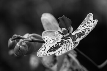 Blooming beautiful orchid flowers in a tropical greenhouse, nature and gardening