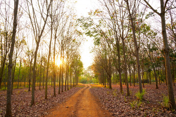 Sunset in the park
