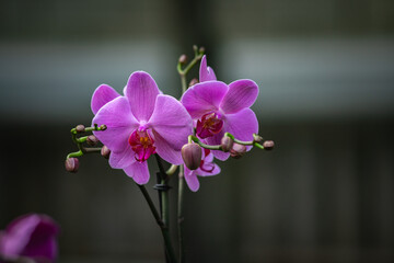 Blooming beautiful orchid flowers in a tropical greenhouse, nature and gardening