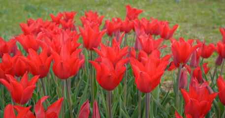 Obraz premium Group of red tulips on a blurred background