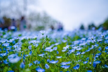 flowers in the meadow