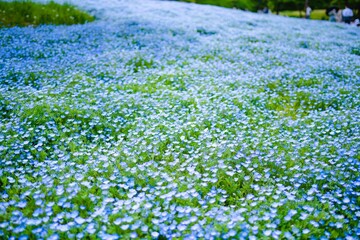 field of flowers