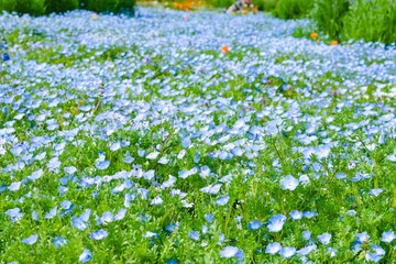 field of flowers