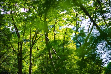 sun shining through the trees